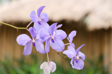Violet orchid in nature, orchidaceae petal