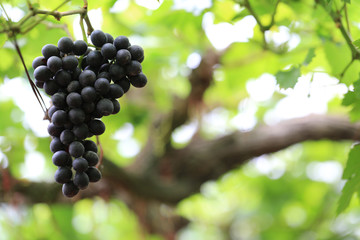 Green grape plant with green leaf, red root, fresh green and red grape for eating or making wine