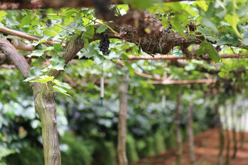 Green grape plant with green leaf, red root, fresh green and red grape for eating or making wine