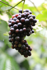 Green grape plant with green leaf, red root, fresh green and red grape for eating or making wine