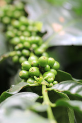 Fresh raw coffee bean seed on coffee plant in nature for making popular beverage.