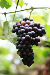 Green grape plant with green leaf, red root, fresh green and red grape for eating or making wine