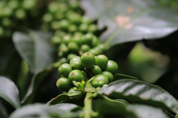 Fresh raw coffee bean seed on coffee plant in nature for making popular beverage.