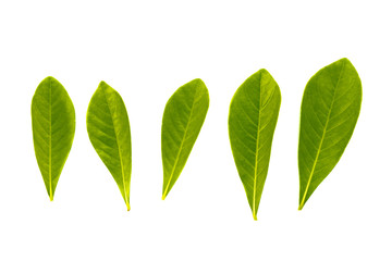 The natural texture of seamless foliage close-up. Fresh green leaves isolate on white background with young spring of the plant.