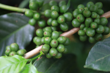 Fresh raw coffee bean seed on coffee plant in nature for making popular beverage.