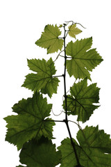 Fresh raw and green  grape's leaf on grape plant in nature