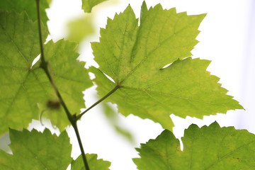 Fototapeta na wymiar Fresh raw and green grape's leaf on grape plant in nature