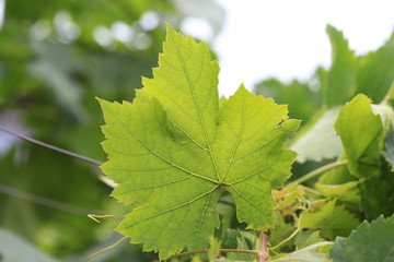 Fresh raw and green  grape's leaf on grape plant in nature