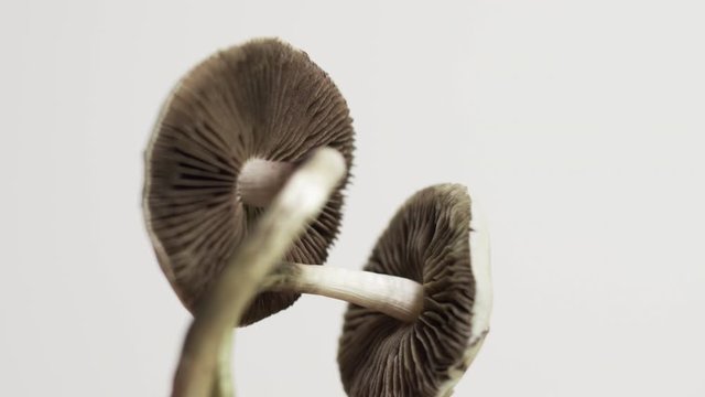 Magic Mushrooms isolated on white background psychoactive drugs hallucinations