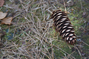 Dry autumn fallen cones lie on the needles. Background, texture. Close-up