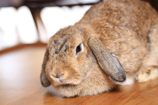 Brown Hollands Lop rabbit, furry cute big ears down from head on table with cold beverage