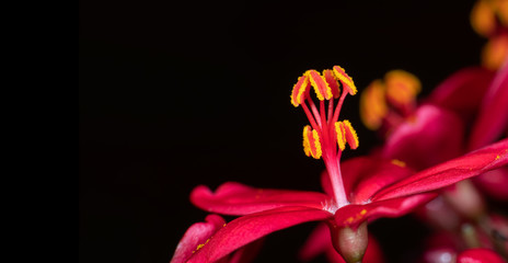 Macro Photo of Pink Flower with Yellow Pollen Isolated on Black Background with Copy Space