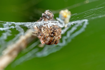 Macro Photo of Spider is on the Web with Prey Isolated on Background
