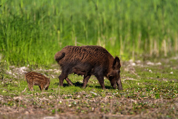Wild boar feeding in Kopacki rit Nature Park, Croatia