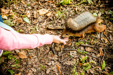 Girl feeding squirrel in autumn park. kid watching wild animal in fall forest with golden oak and maple leaves. Kids playing with pets. feeding squirrel with nuts.enjoying fresh air. Autumn walking