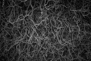 Fence of dried stems of plants.
