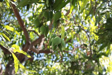 branch of a tree