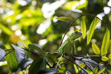 green leaves of a tree in spring