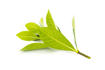 a bunch of bright beautiful rose leaves isolated on white background
