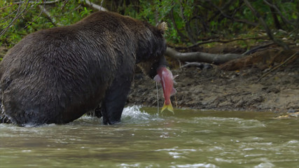brown bear in water