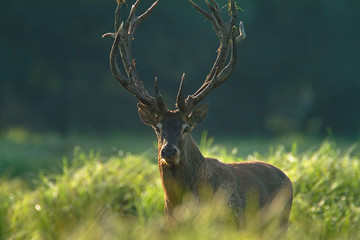 Deer rut in Kopacki rit, Croatia