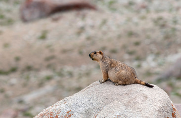 Marmot large squirrel, Ladakh, India