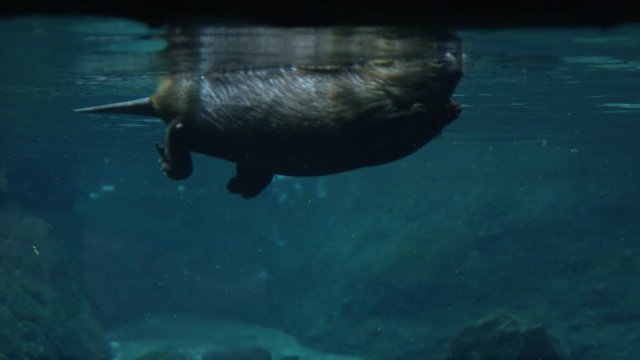 Canadian Beaver swimming in marshland and building dam