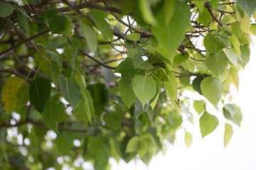 Pho or Bodhi tree, fresh green leaf of Thai religion leaf as zen or Asian belief