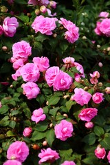  Fleißiges Lieschen (Impatiens walleriana)