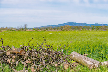 Obraz premium 春の田園風景