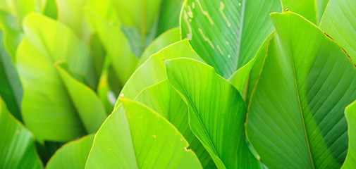 Natural green leaves background with sunlight in the morning.