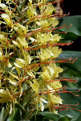 Detailaufnahme Blüte des Kahili-Ingwer auf Sao Miguel (Azoren, Portugal)