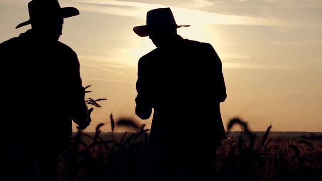 eam work. Two farmers stand at sunset in a wheat field, and discuss the new crop.. Farmers use new technologies in agriculture. Growing organic products.