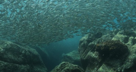 Flatiron Herring baitball from the islands of the sea of Cortez, Mexico.
