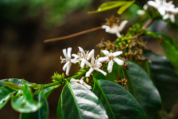 Coffea is a genus of flowering plants in the family Rubiaceae. Coffea species are shrubs or small trees native to tropical and southern Africa and tropical Asia. 