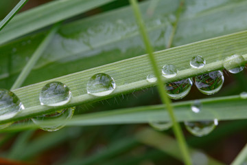 Tautropfen