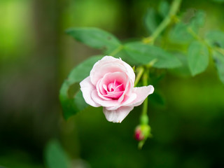 Close up pink of Damask Rose flower