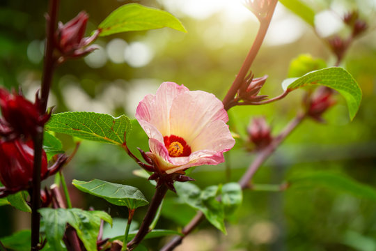 Close up Hibiscus sabdariffa or roselle flower.