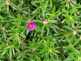 Portulaca flower. (Portulaca oleracea)