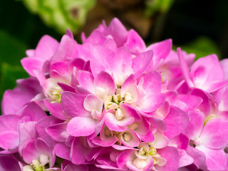 Close up pink Hydrangea flower.