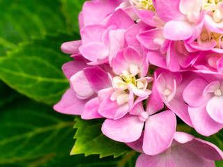 Fototapeta premium Close up pink Hydrangea flower.
