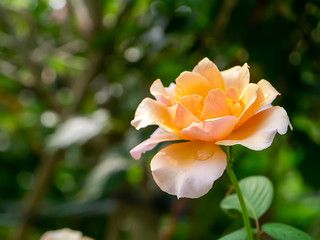 Fototapeta premium Close up of soft orange rose flower.