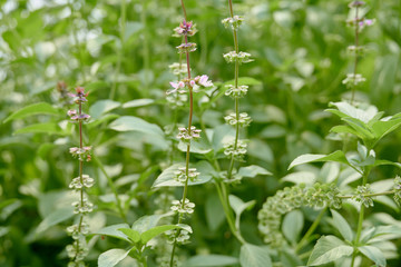 Sweet, Basil Thai Basil (Ocimum basilicum) flowers blooming on the trees in the garden.