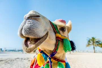 Fototapeten das lächelnde weiße Kamel © Joerg
