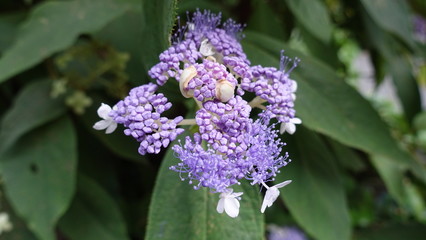 purple flower