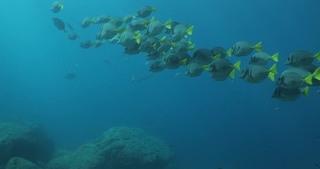 School of Cortez rainbow wrasse and Yellowtail surgeonfish on the reefs of the sea of cortez, Mexico.