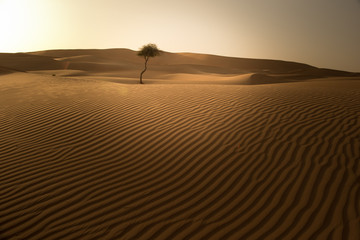 the lonely tree in the desert surrounded by the sand dunes 