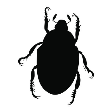 Japanese Beetle Silhouette Isolated On White Background. Vector.