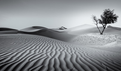 the empty desert withers dried trees in a monochrome tone which shadows and light, contrast in...