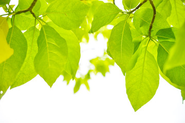 Fototapeta na wymiar Natural green leaves background.